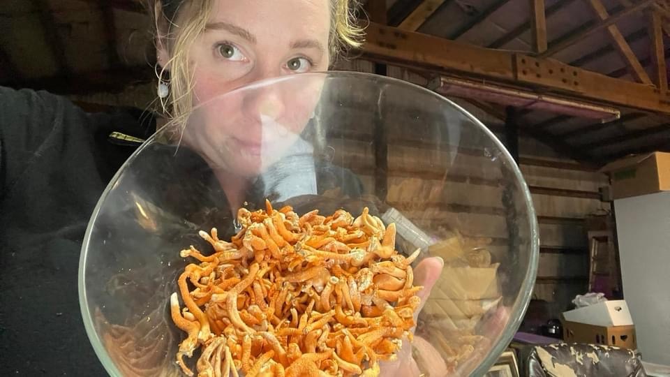 Bowl of orange cordyceps mushrooms