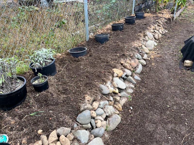 Outdoor mushrooms growing on logs