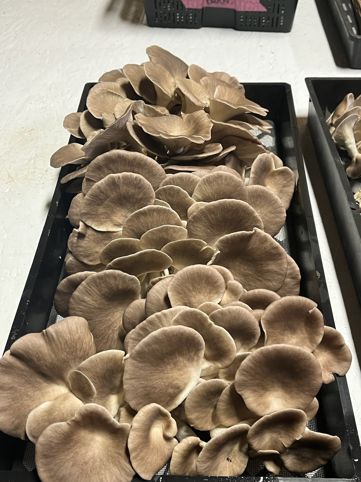 Fresh gourmet mushrooms
