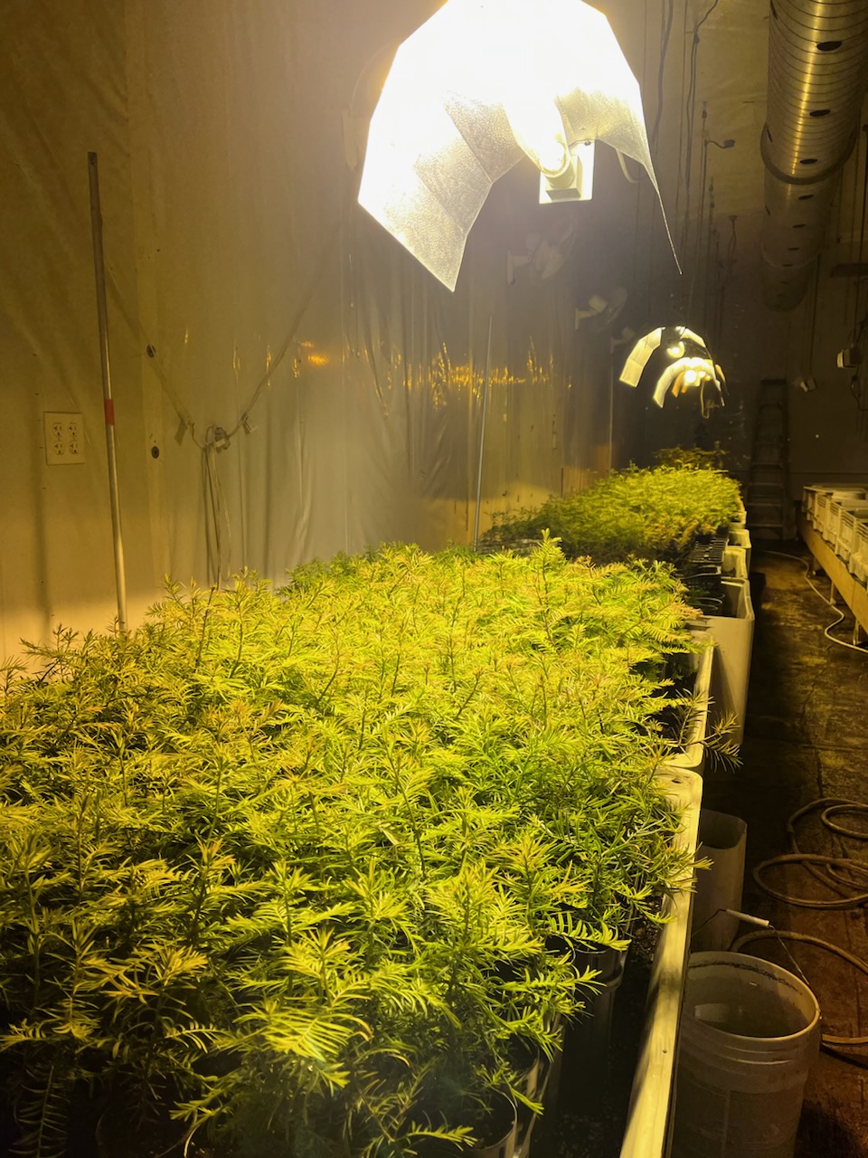 Mushrooms in warm-lit cultivation setup
